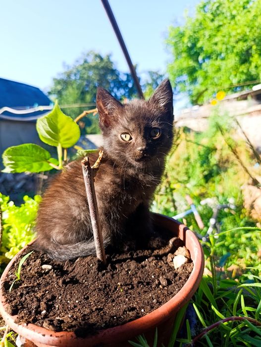 Хлопчики шукають дім! Кіт, коти