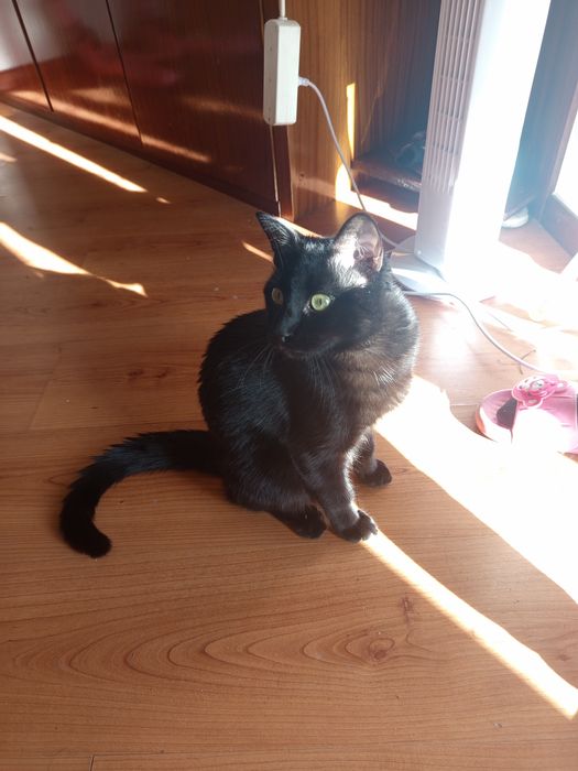 Gato macho para adoção