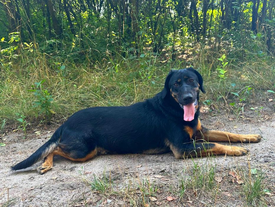 Gończy Polski pola w schronisku w lututowiie  pola