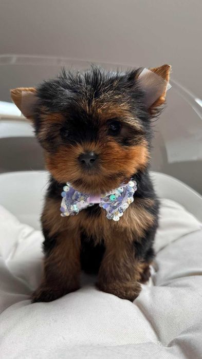 Miniaturka Suczka Yorkshire Terrier z Rodowodem 1,5kg