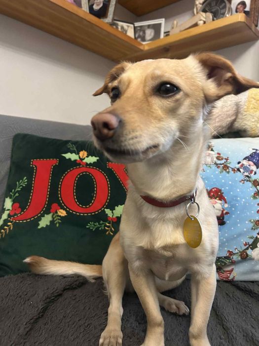 Daisy i Sofii szukaja domków