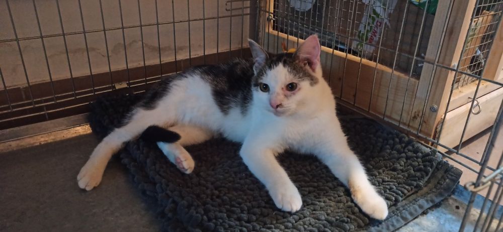 Kocurek Karolek czeka na dom