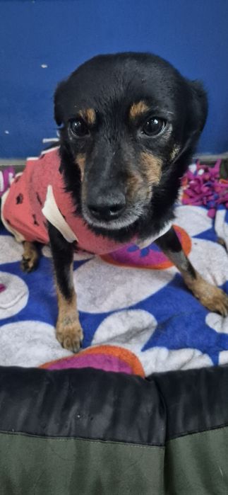 Mała suczka około 3 lata