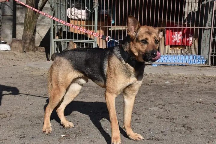 Lucky, 5 lat czekam na dom...