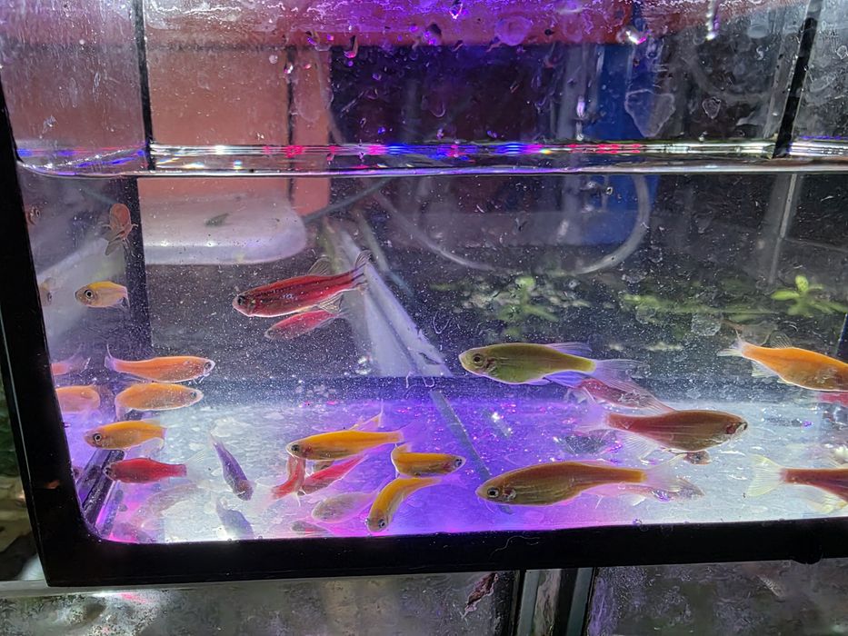 Danio pręgowane mix