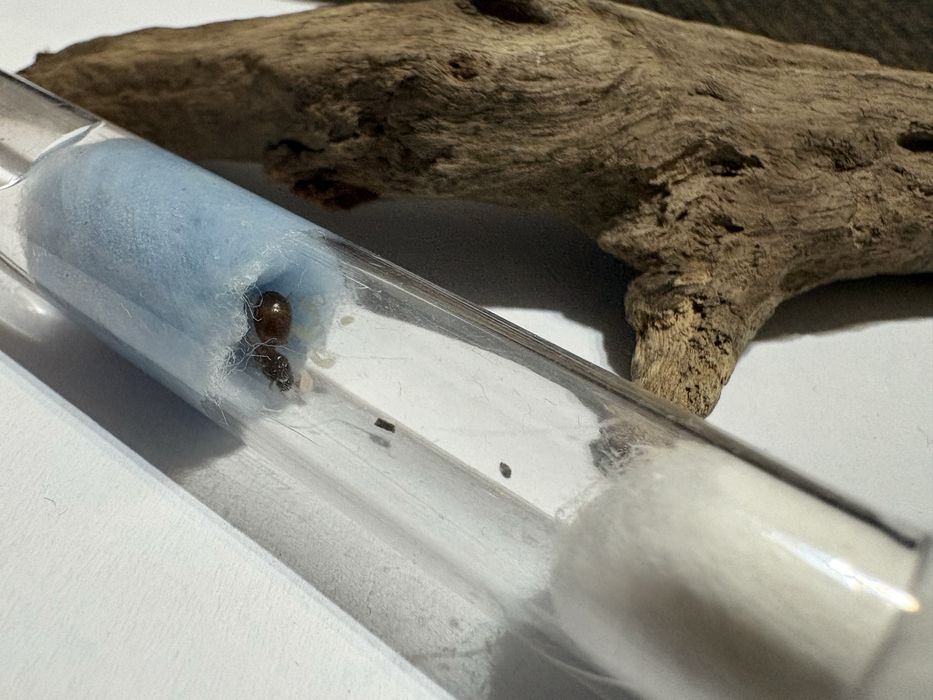 Mrówki aphenogaster dulcineae