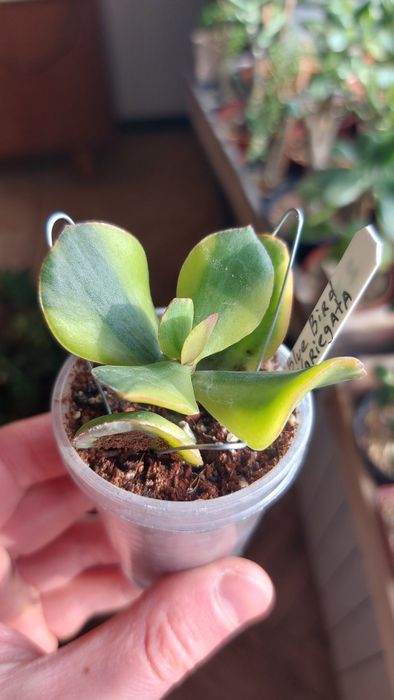 Crassula Blue Bird variegata  Крассула Блуберд вариегата