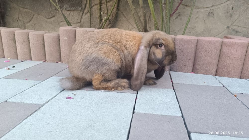 Продам кролики 200 грн