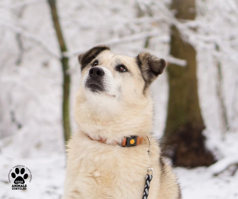 10 letnia Bazylka szuka domu!