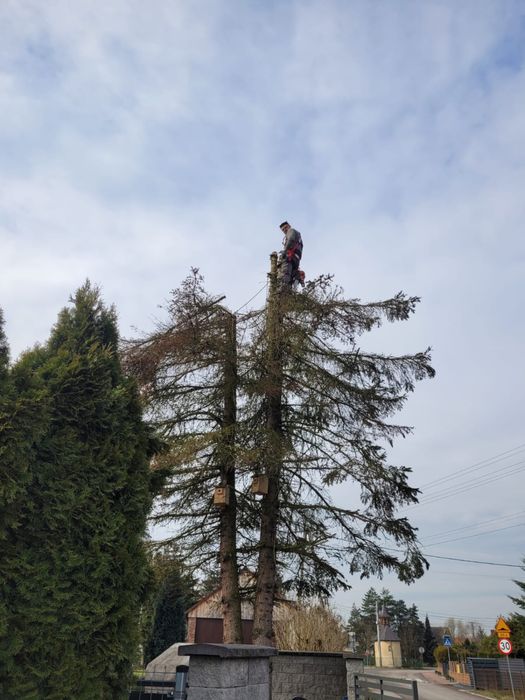 Wycinka drzew, koszenie trawy