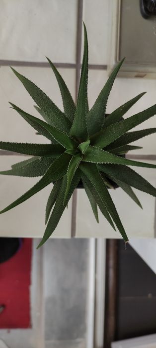 Сикуленти: кактуси хавортії