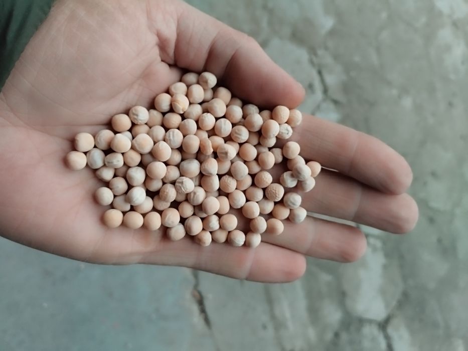 Groch jary oczyszczony