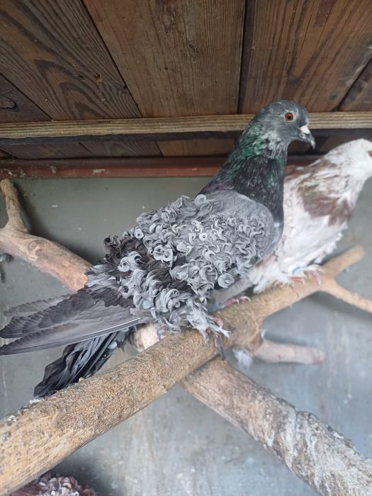 Sprzedam gołębie loczki