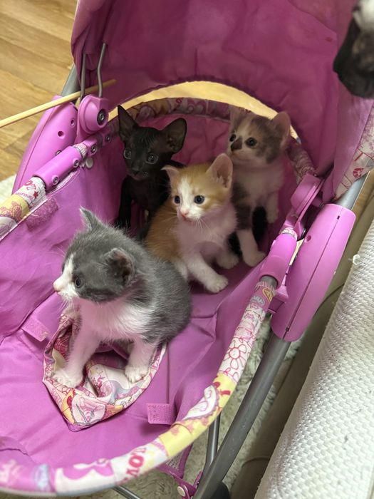 Кошенята сфінкс донський
