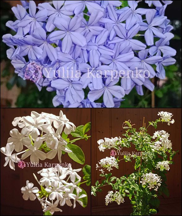 Плюмбаго блакитне і біле Плюмбаго голубое белое свінчатка біла блакитна свинчатка жасмін блакитний