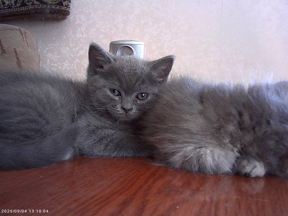 Віддам котикив хлопчик та дівчинка