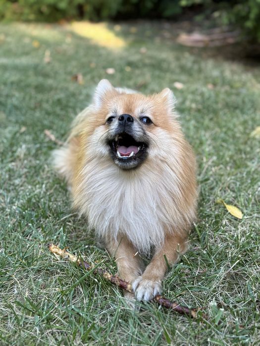 Немецкий шпиц хочет жениться