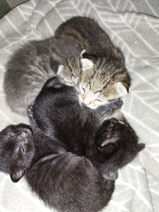 Gatinhos para adoção responsável