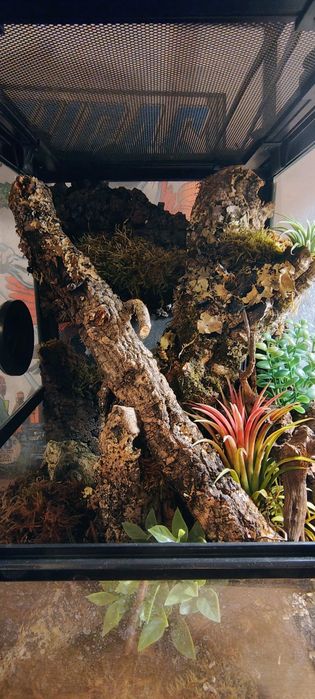 Sprzedam kompletne terrarium 30x30x45