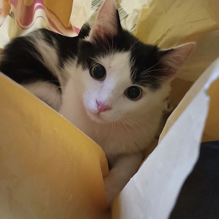 Віддам у хороші руки котика 10 місяців