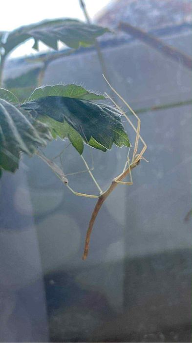 Patyczaki rogate młode