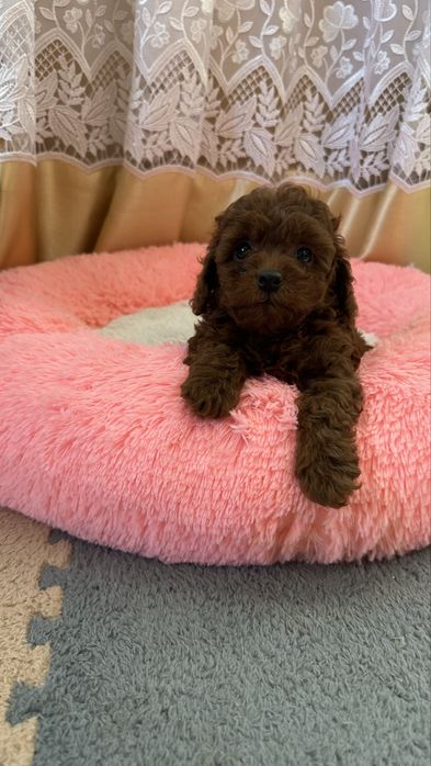 Той пудель FCI-КСУ готовий до переїзду.