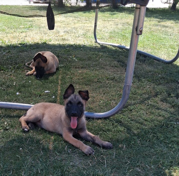 Owczarek belgijski Malinois