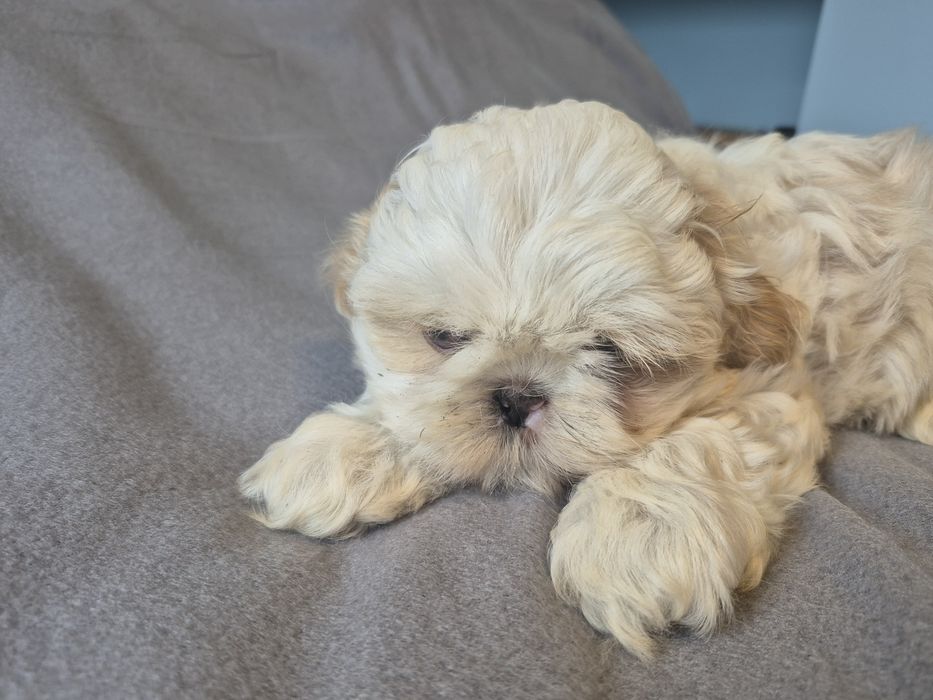 Shih Tzu Shihtzu