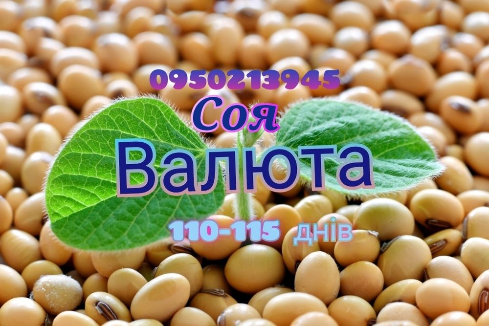 Соя насіння під раундап