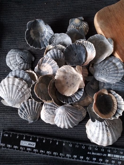 Лот Мушлі морскі ракушки гребінці