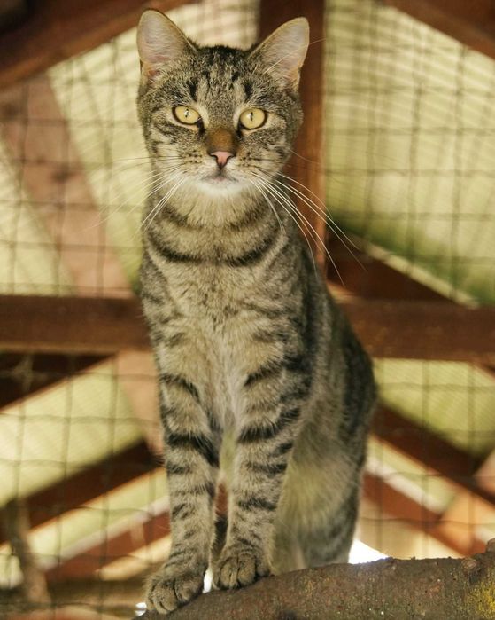 BACHUS - bursztynowooki cudny kocurek do adopcji!