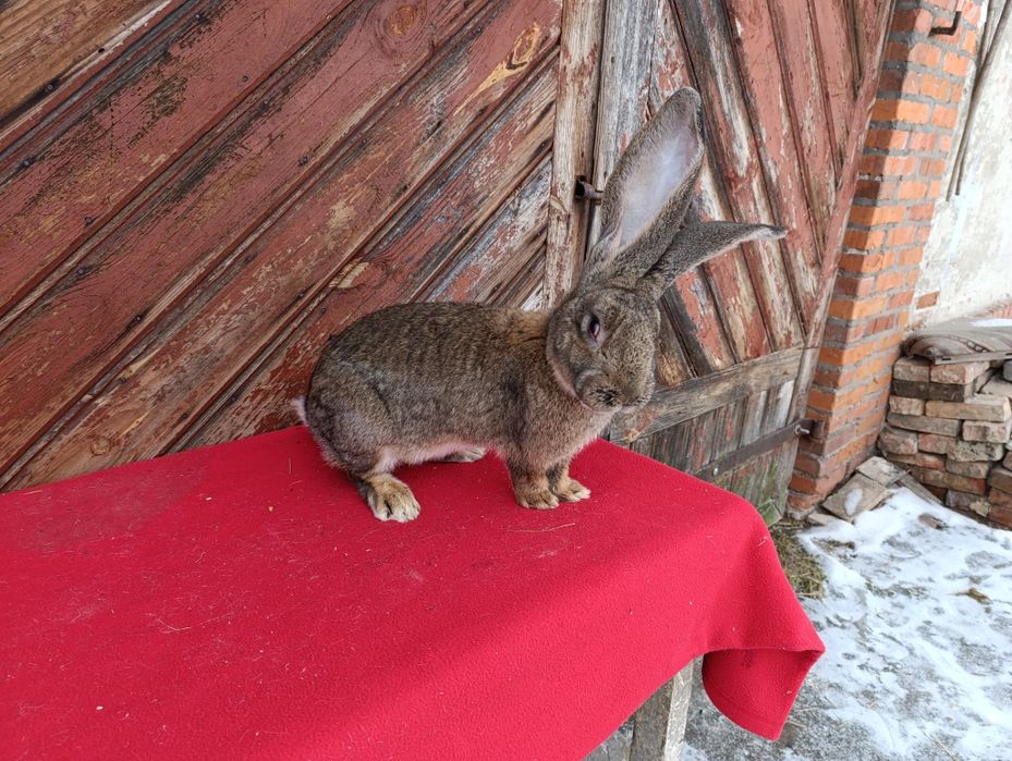 Belgijski olbrzym szary