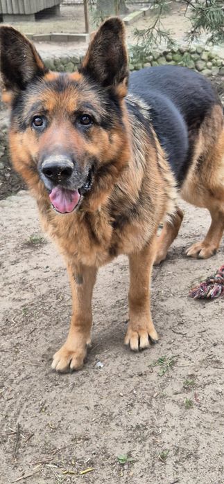 Piesek okolo 7 lat