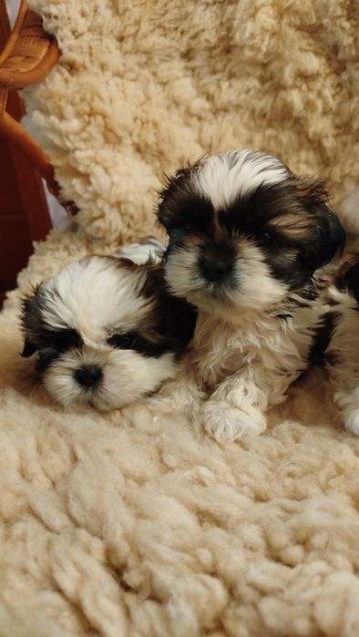 Szczeniak rasy Shih tzu