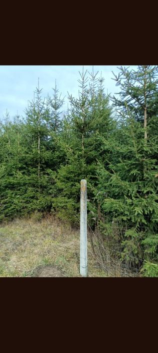 Choinki Świąteczne