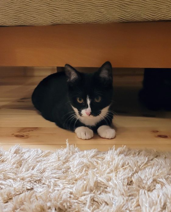 Czarne kocurki  czekają na dom