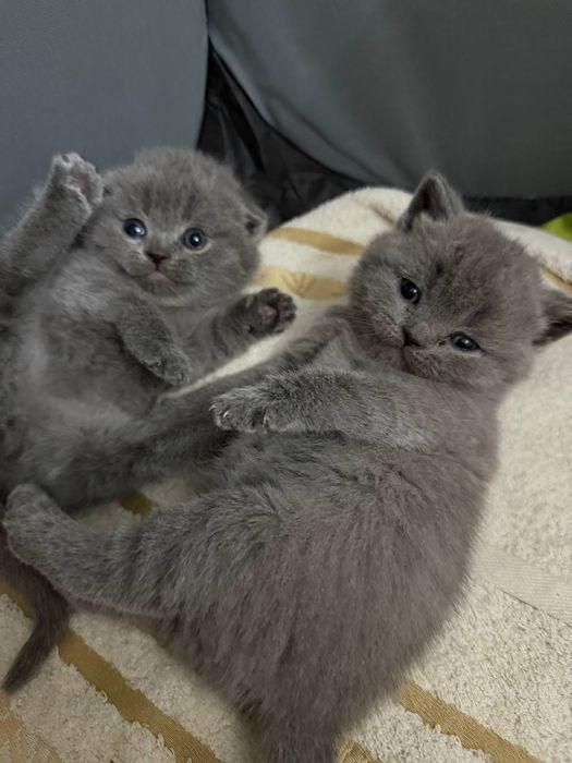 Шотландські висловухі кошенята