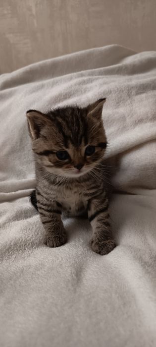 Шотландські кошенята