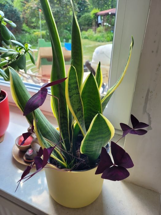 Szczawik roślina ogrodowa i domowa