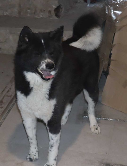 Хорошая охрана Акита инну  японская шпицевая собака