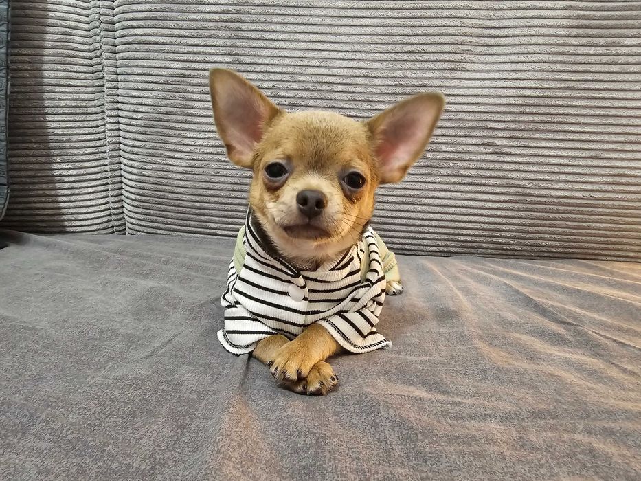 Chłopczyk chihuahua Isabella- tan.