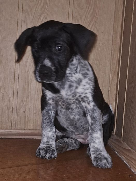 Продам цуценят стаффа