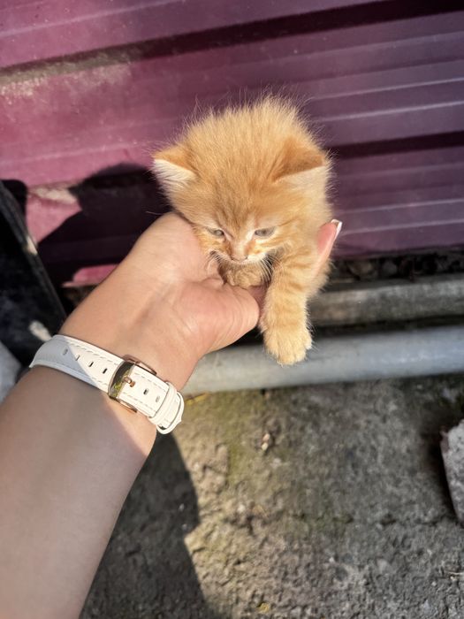 Маленьки котики