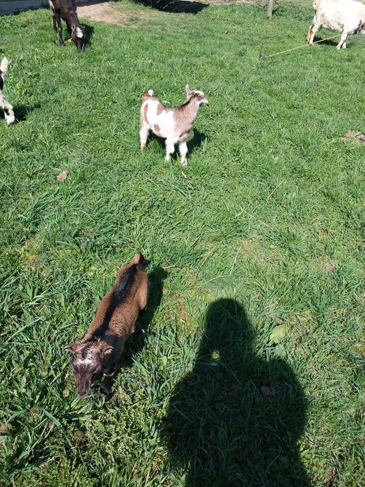 Продаються козенята