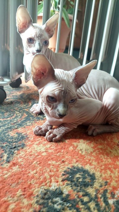 Продам котинята сфінкс