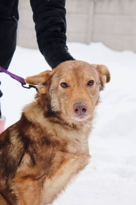 Oddam psa za darmo , piękny