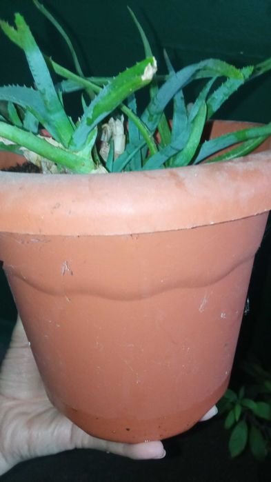 Алоэ с горшком/лечебный цветок/алое/суккулент/растения