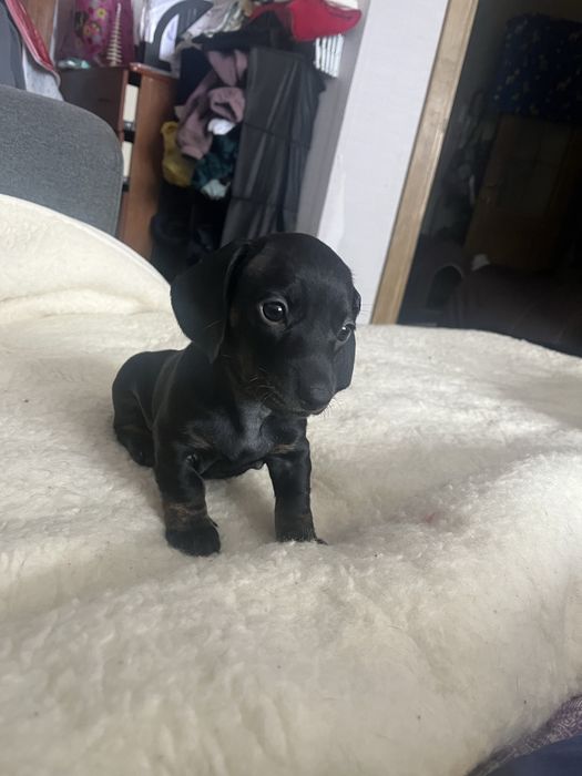 Потужні цуценята таксята