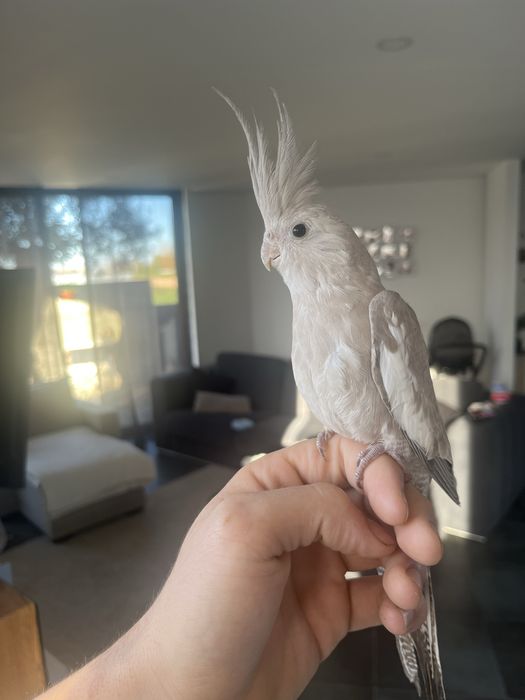 Varias aves dimesticadas  reserve ja!!