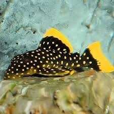 Cetarius - Glonojad, Zbrojnik L 018.